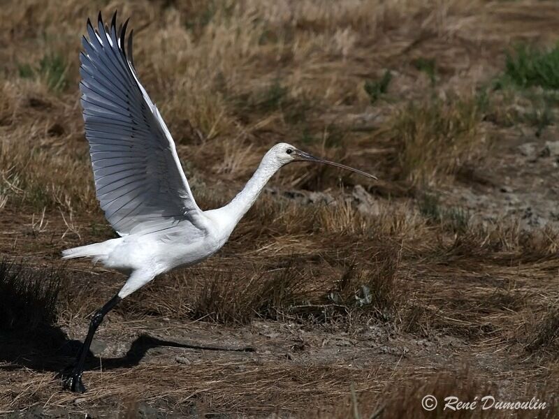 Eurasian Spoonbilljuvenile, identification