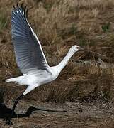 Eurasian Spoonbill