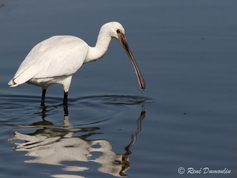 Eurasian Spoonbilljuvenile, identification