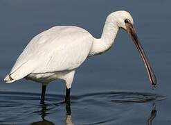 Eurasian Spoonbill