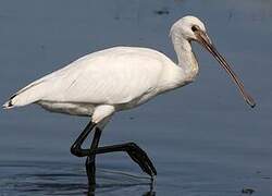 Eurasian Spoonbill