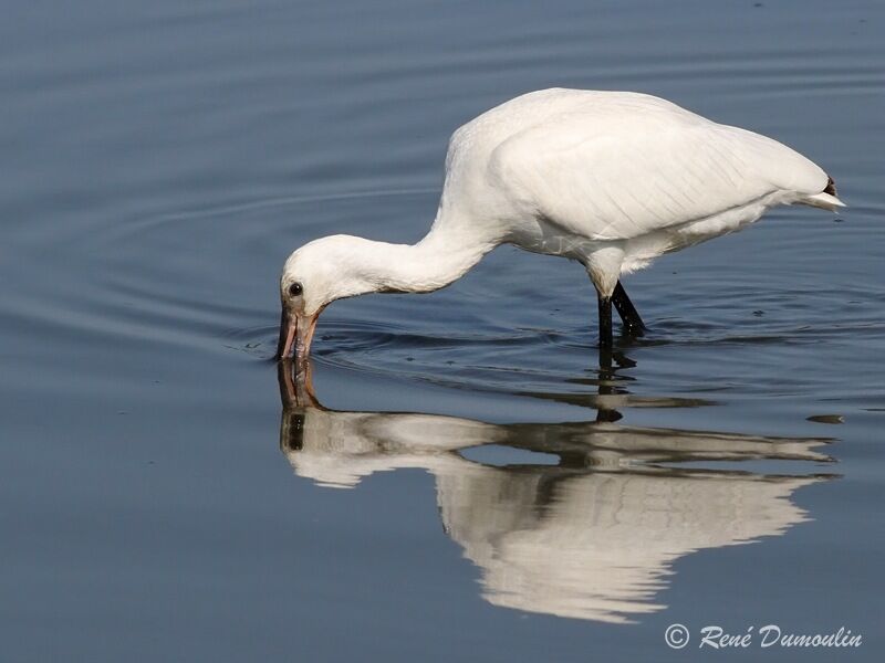 Eurasian Spoonbilljuvenile, identification