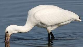 Eurasian Spoonbill