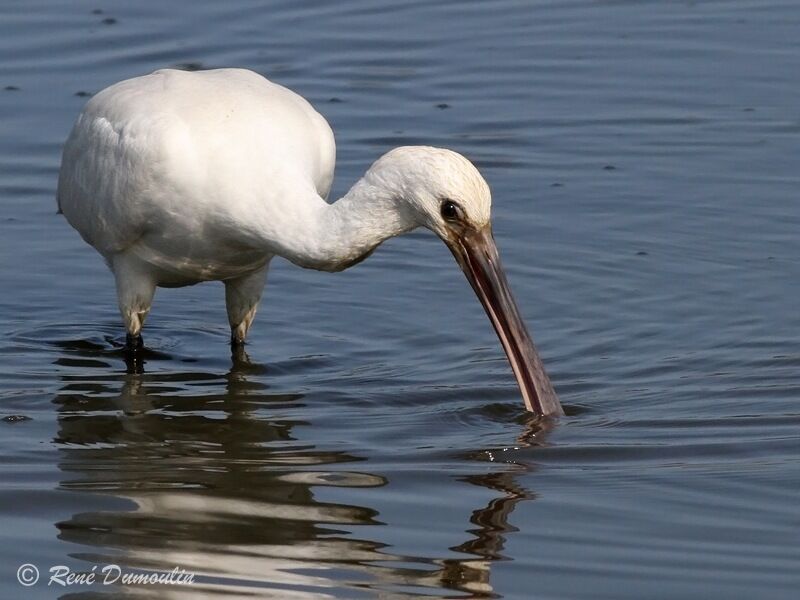 Eurasian Spoonbilljuvenile, identification