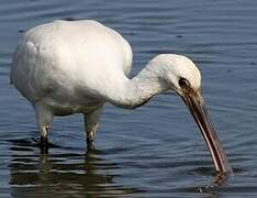 Eurasian Spoonbill