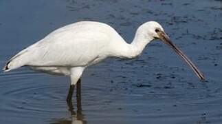 Eurasian Spoonbill