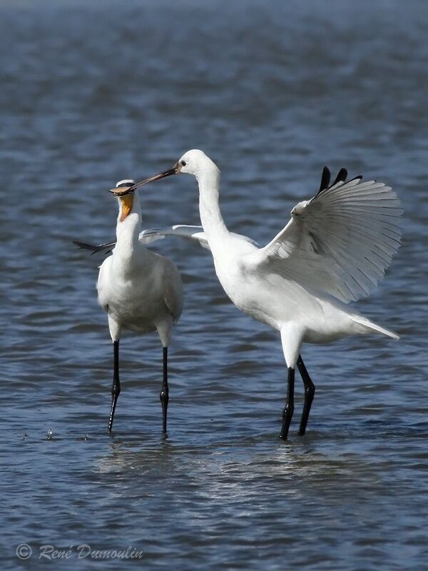 Eurasian Spoonbill, identification, Behaviour