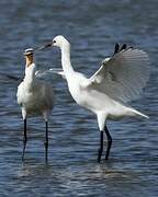 Eurasian Spoonbill