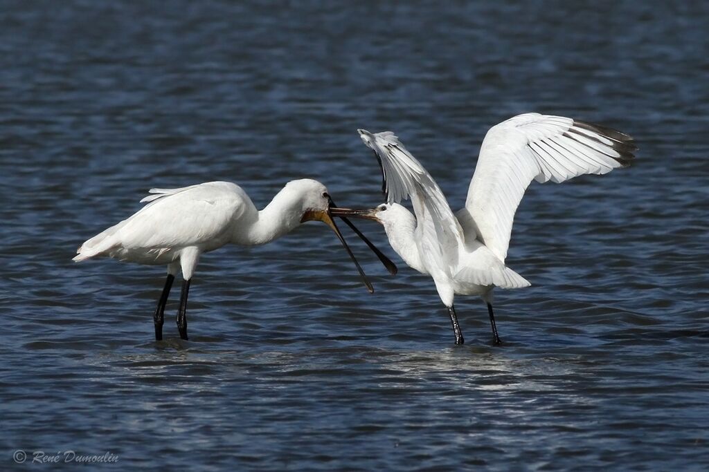 Eurasian Spoonbill, identification, Behaviour