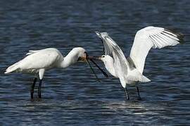 Eurasian Spoonbill