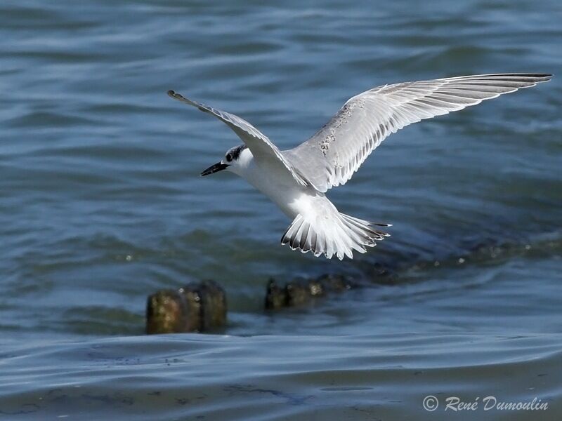 Sandwich Ternimmature, Flight