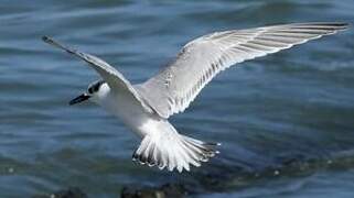 Sandwich Tern