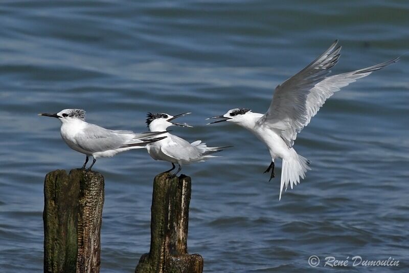 Sandwich Tern, Flight