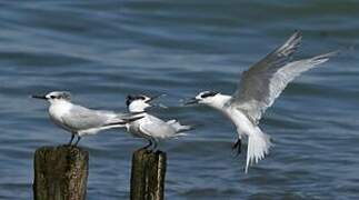 Sandwich Tern