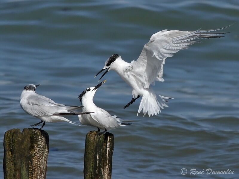 Sandwich Tern, Flight