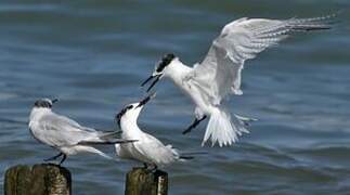 Sandwich Tern