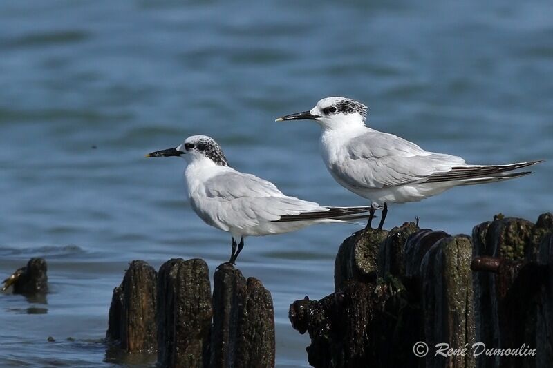 Sandwich Tern, identification