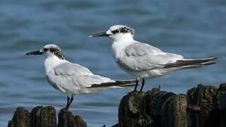 Sandwich Tern