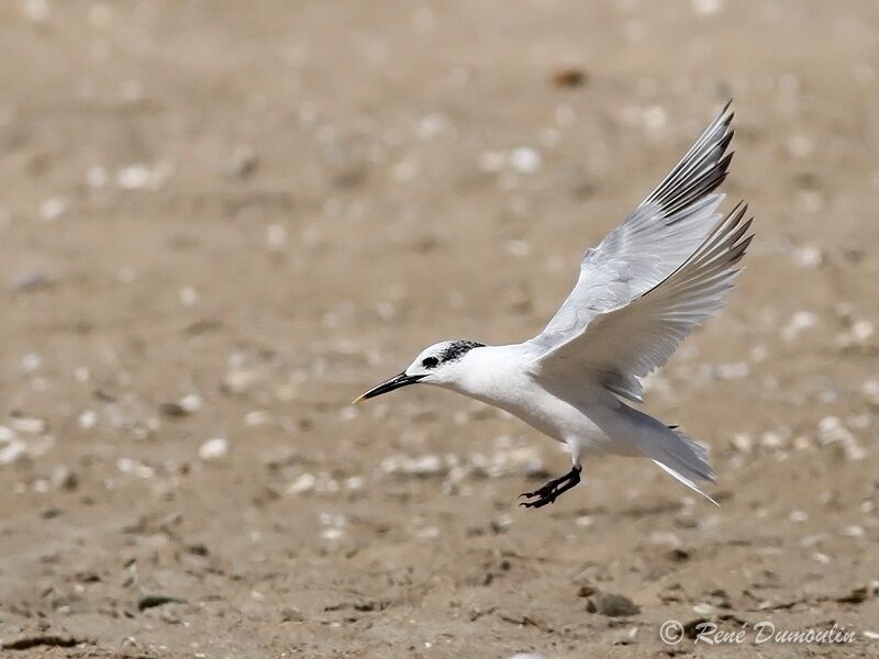 Sandwich Ternadult post breeding, Flight