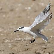 Sandwich Tern