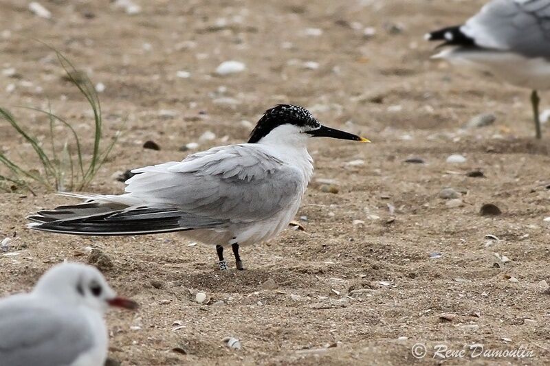 Sterne caugekadulte, identification