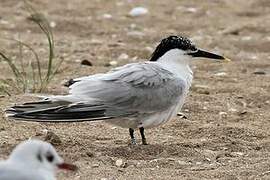 Sandwich Tern