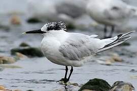 Sandwich Tern