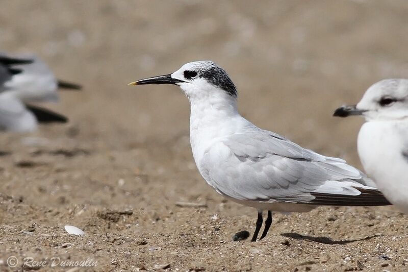 Sandwich Ternadult post breeding, identification