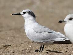 Sandwich Tern