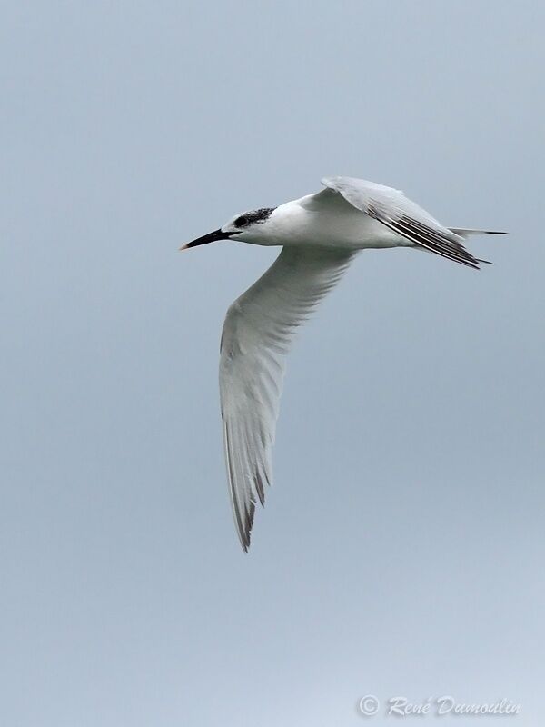 Sandwich Ternadult post breeding, Flight