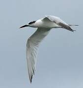 Sandwich Tern