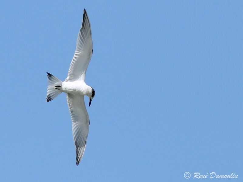 Sandwich Tern, Flight