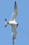 Sandwich Tern