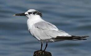 Sandwich Tern