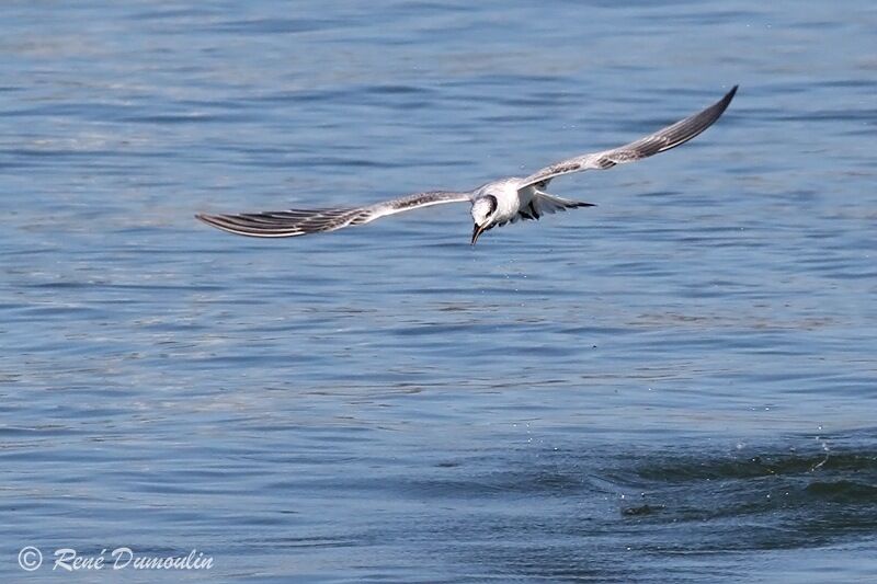 Sandwich Ternjuvenile, Flight