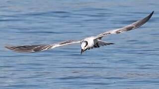 Sandwich Tern