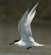 Sandwich Tern