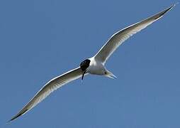 Sandwich Tern