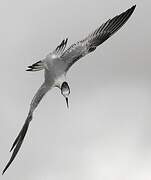 Sandwich Tern