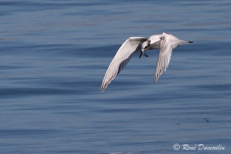 Sandwich Ternadult post breeding, Flight