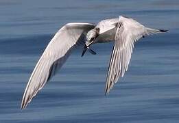 Sandwich Tern