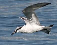 Sandwich Tern