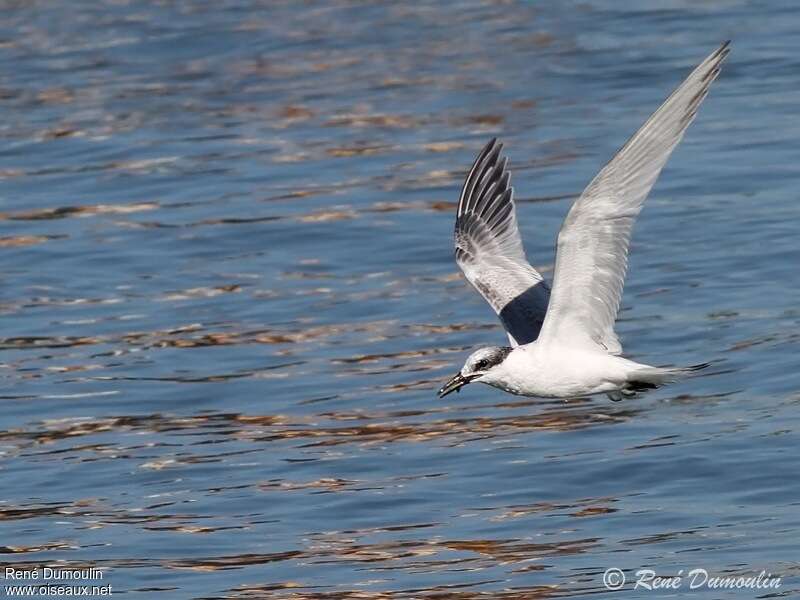 Sandwich Ternjuvenile, Flight