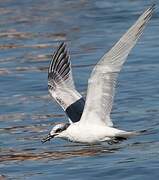 Sandwich Tern