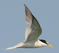 Little Tern