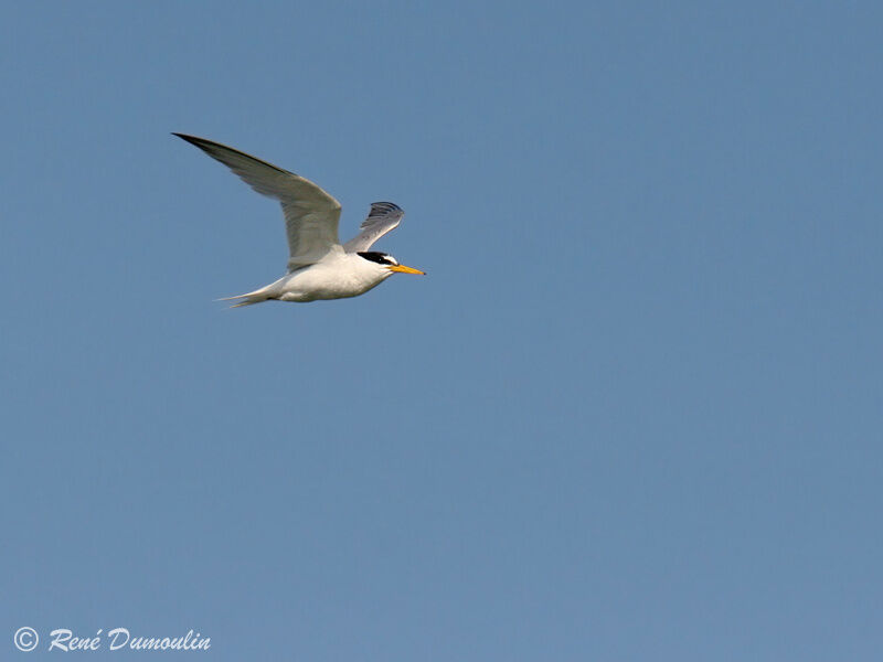 Little Tern