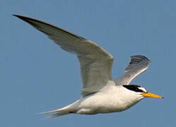 Little Tern