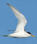 Little Tern