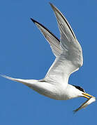 Little Tern