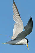 Little Tern